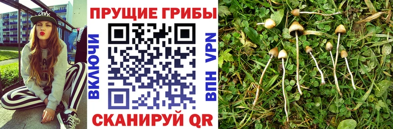 Галлюциногенные грибы прущие грибы  Купить где  Благодарный 